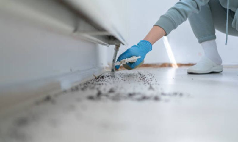 Mold Remediation