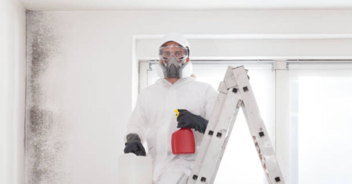 Mold Removal Vs Mold Remediation