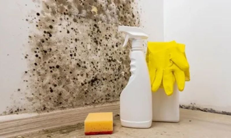 Mold Removal