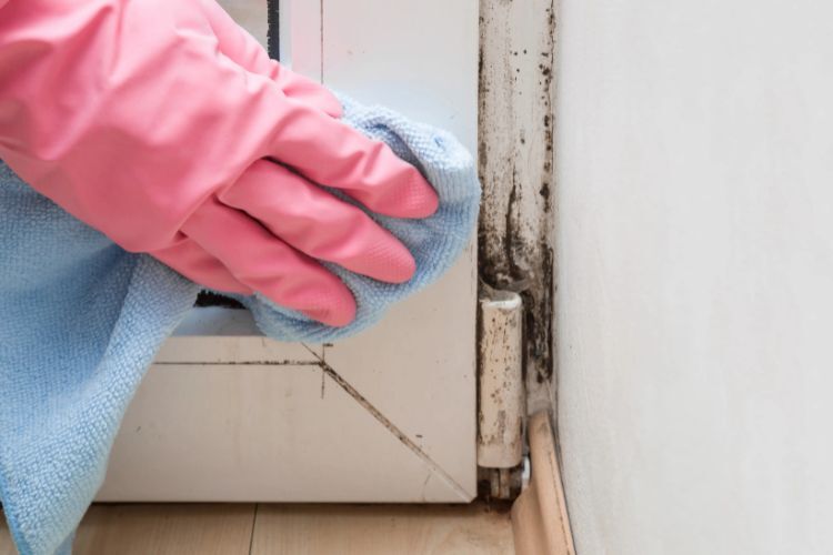 Fresh Start Mold Removal