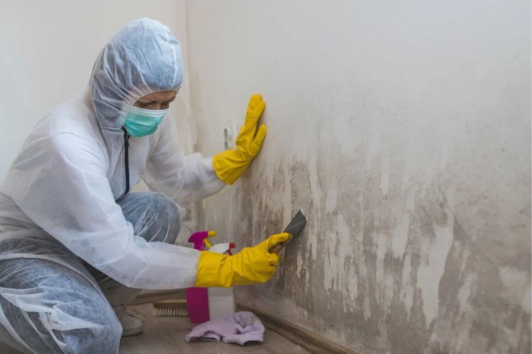 Mold 101: What It Is and Why It Matters?
