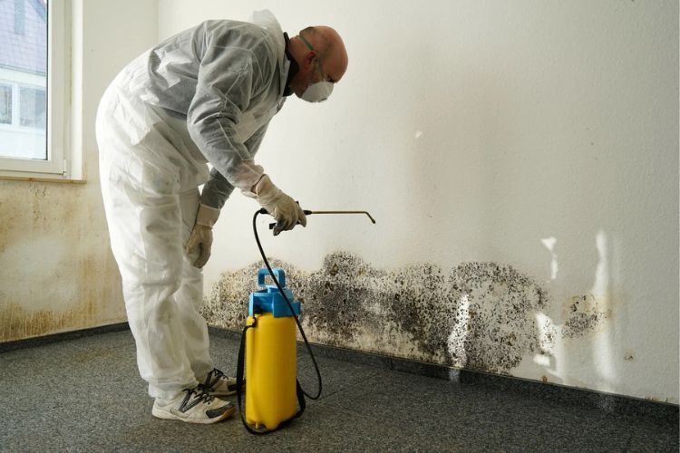 How to kill mold in the attic